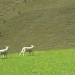 ニュージーランドの牧場を駆けまわる子羊たち