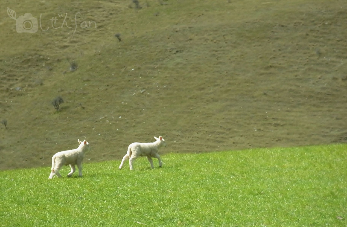 ニュージーランドの牧場を駆けまわる子羊たち