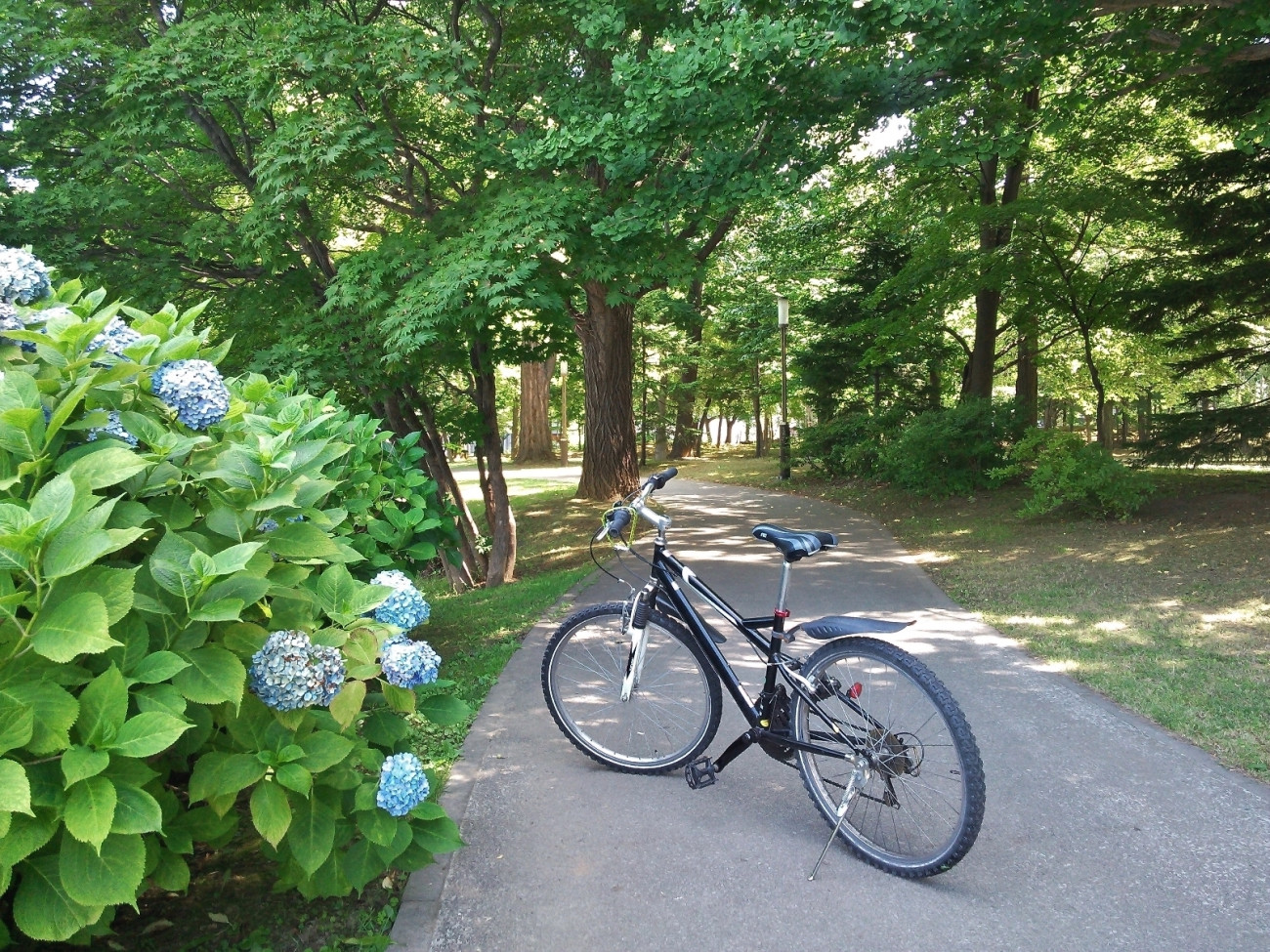 札幌の中島公園の遊歩道と自転車と紫陽花