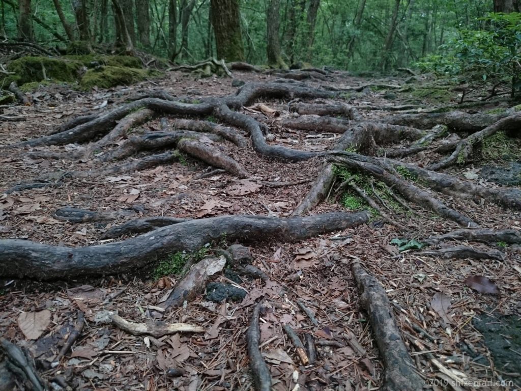 青木ヶ原樹海散策路の木の根