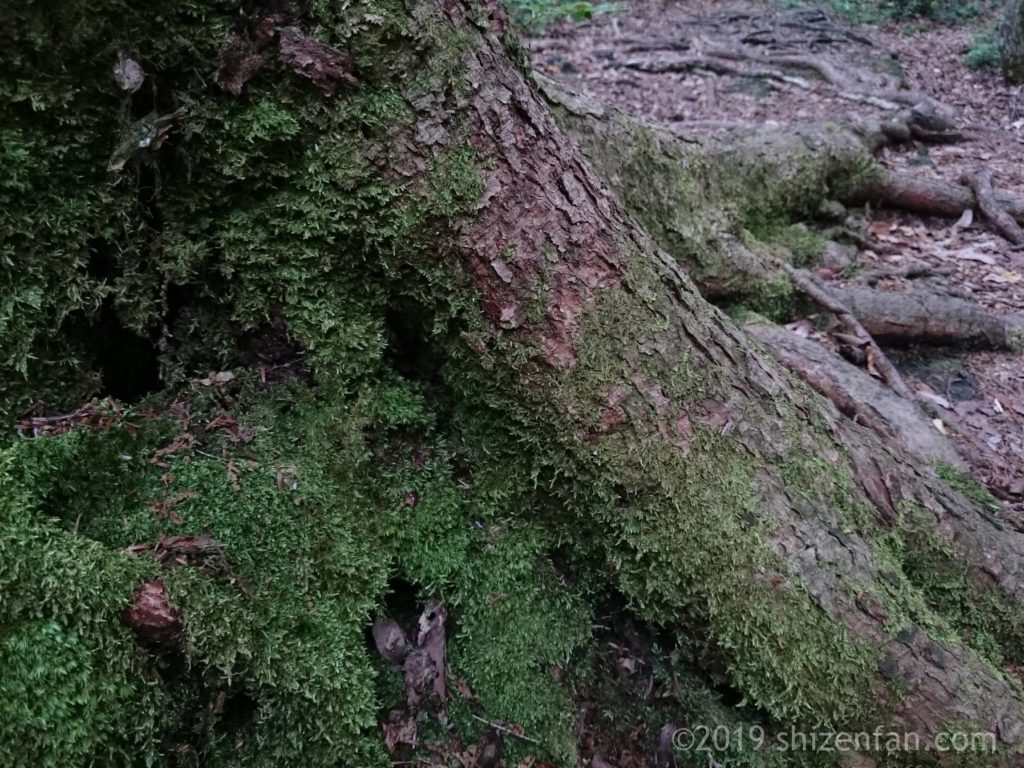 青木ヶ原樹海散策路の様子、木の根を覆う苔