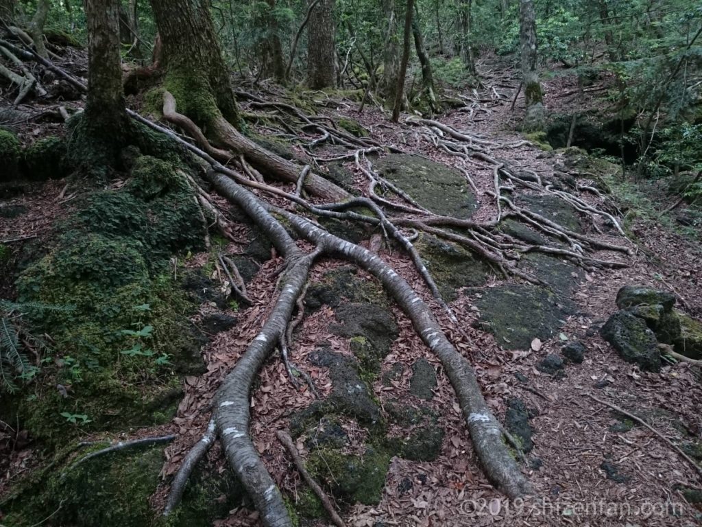 青木ヶ原樹海散策路の様子、地表にはびこる木の根