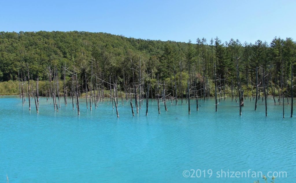 晴れた日の美瑛の青い池、正面アングル