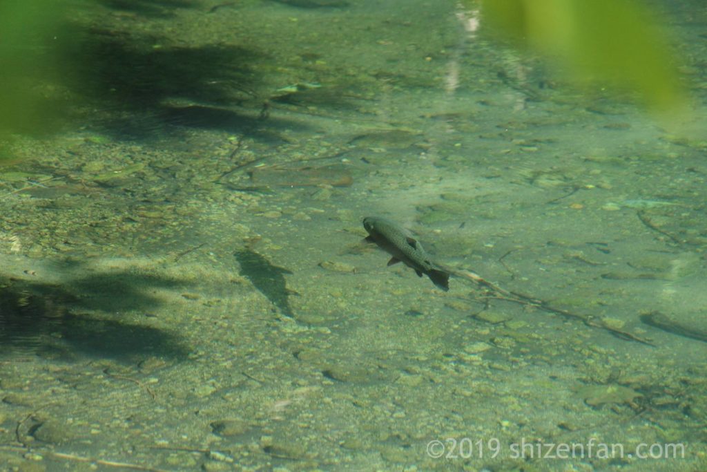 富良野の烏沼公園の池の中を泳ぐ魚
