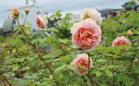 羽幌バラ園のピンクのバラ