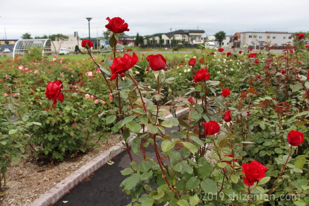 羽幌バラ園の通路沿いに咲く赤いバラの株