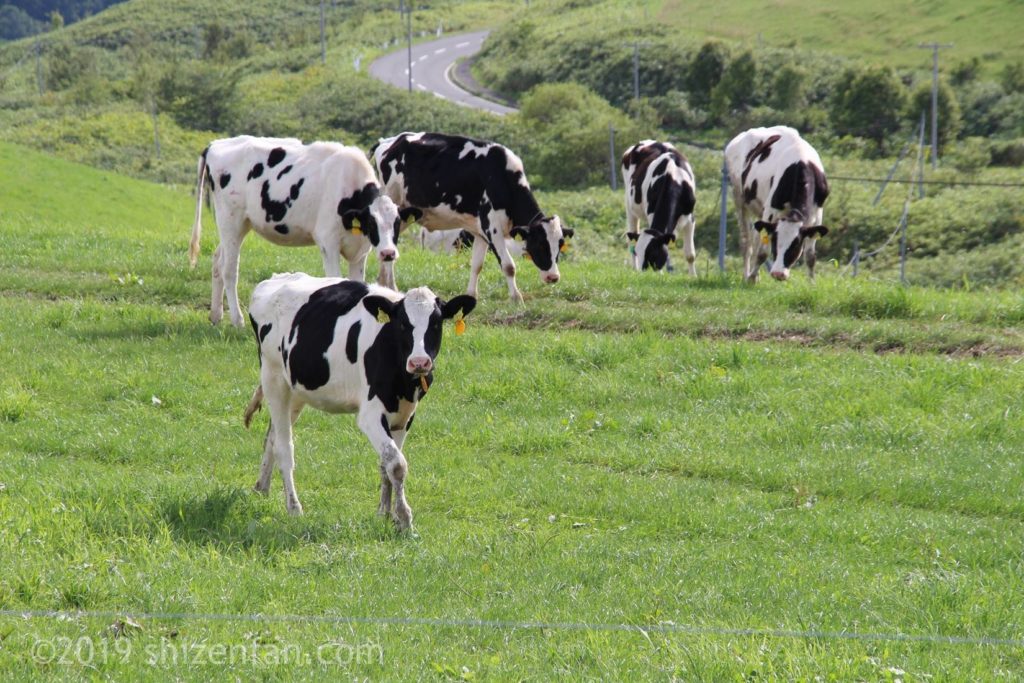 豊富町営大規模草地牧場の子牛