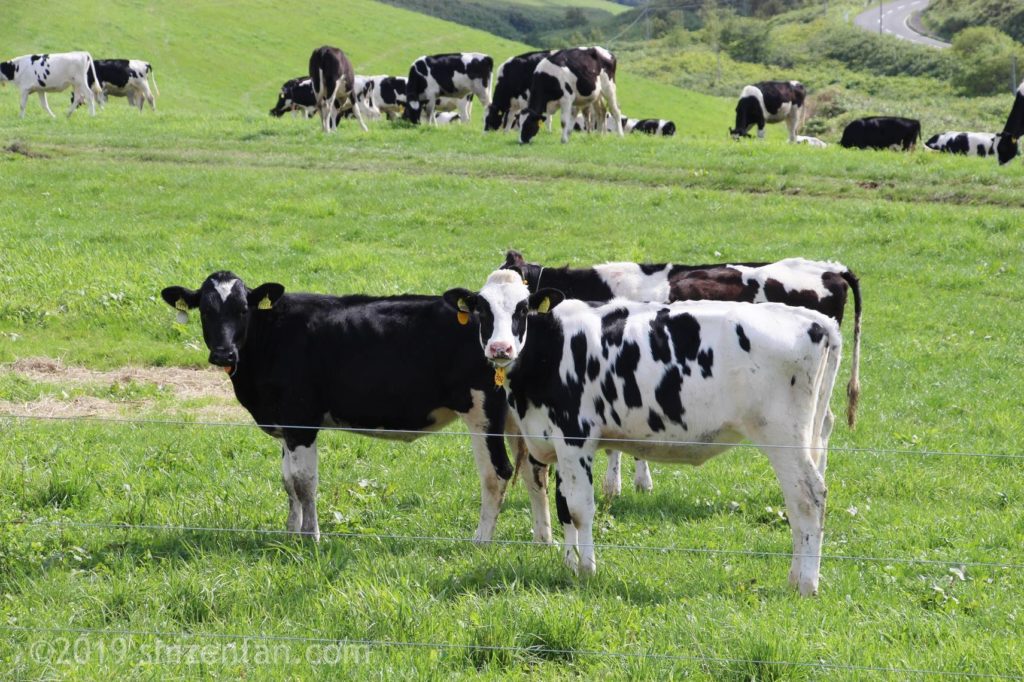 豊富町営大規模草地牧場の乳牛