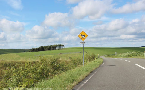 豊富町営大規模草地牧場内の道路と牛横断注意の標識