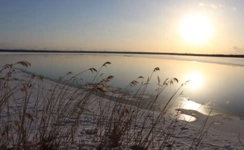 冬のウトナイ湖の朝、湖畔で朝日を浴びるススキと湖
