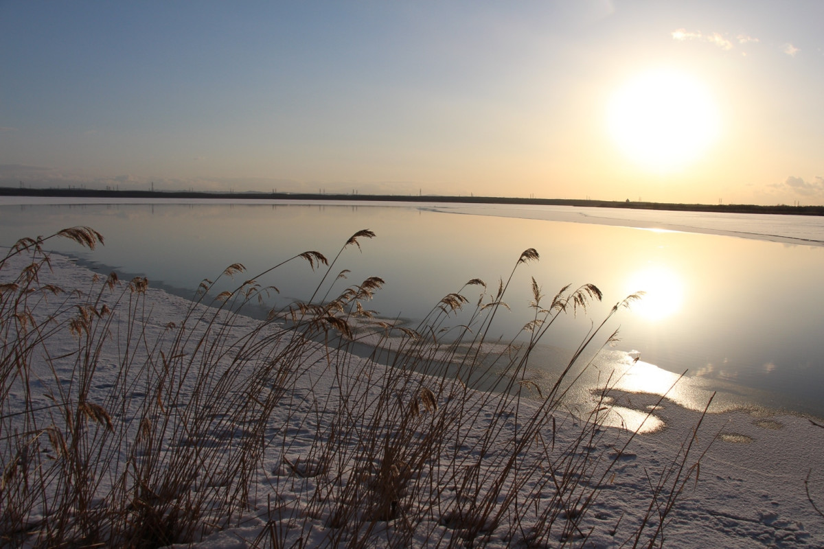 冬のウトナイ湖の朝、湖畔で朝日を浴びるススキと湖