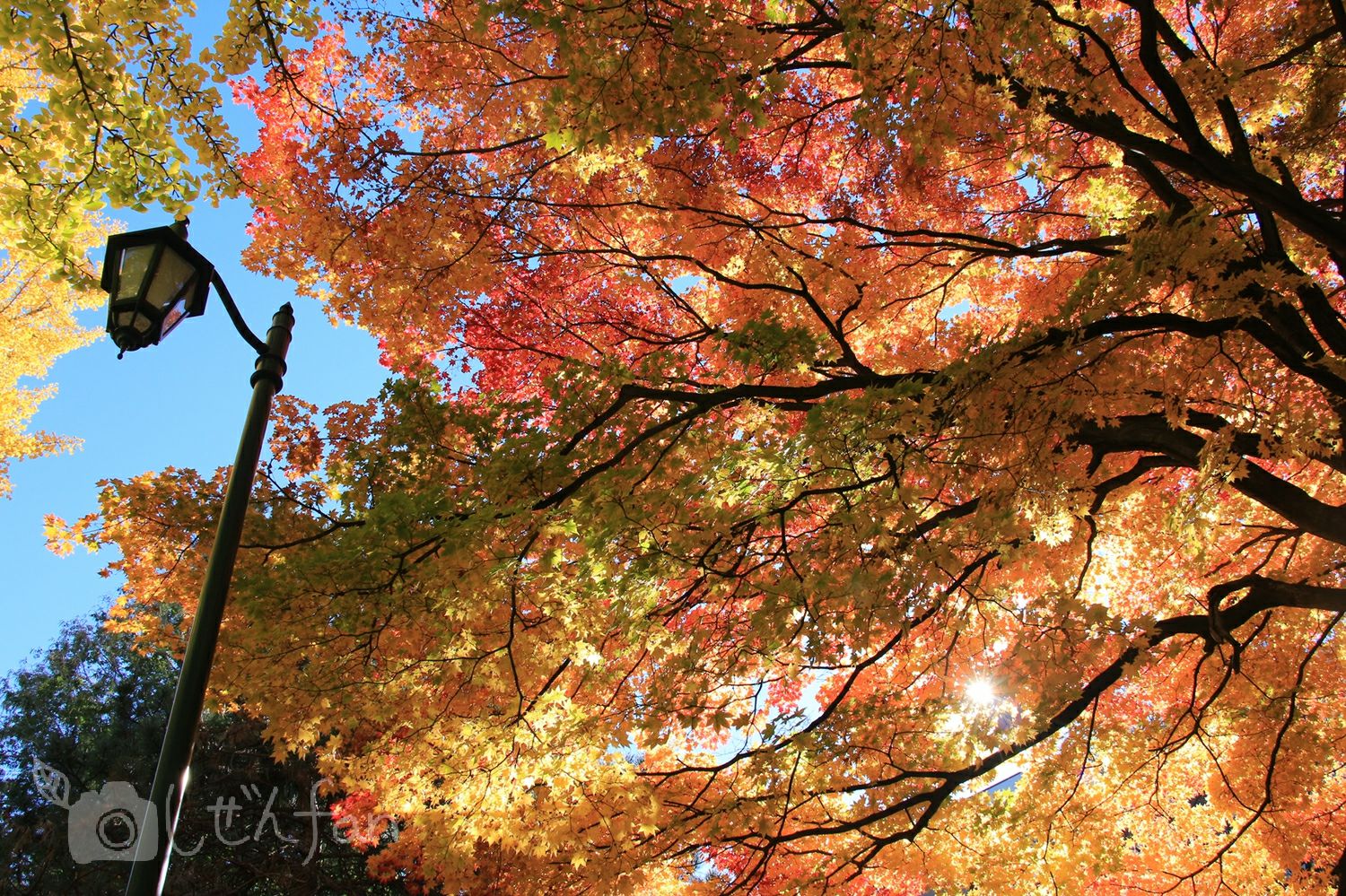 北大構内で光に透ける大きな木の紅葉と街灯