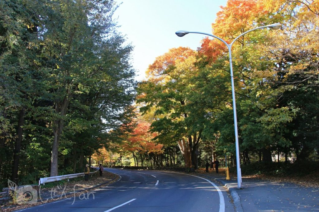 紅葉期の札幌円山公園内の道路