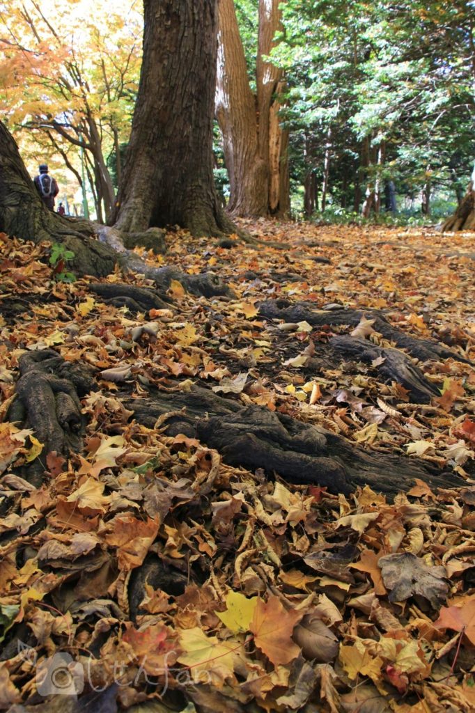 紅葉期の札幌円山公園、地面の落ち葉と木の根イメージ写真