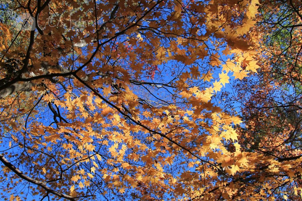 光に透けて輝く紅葉中のカエデ