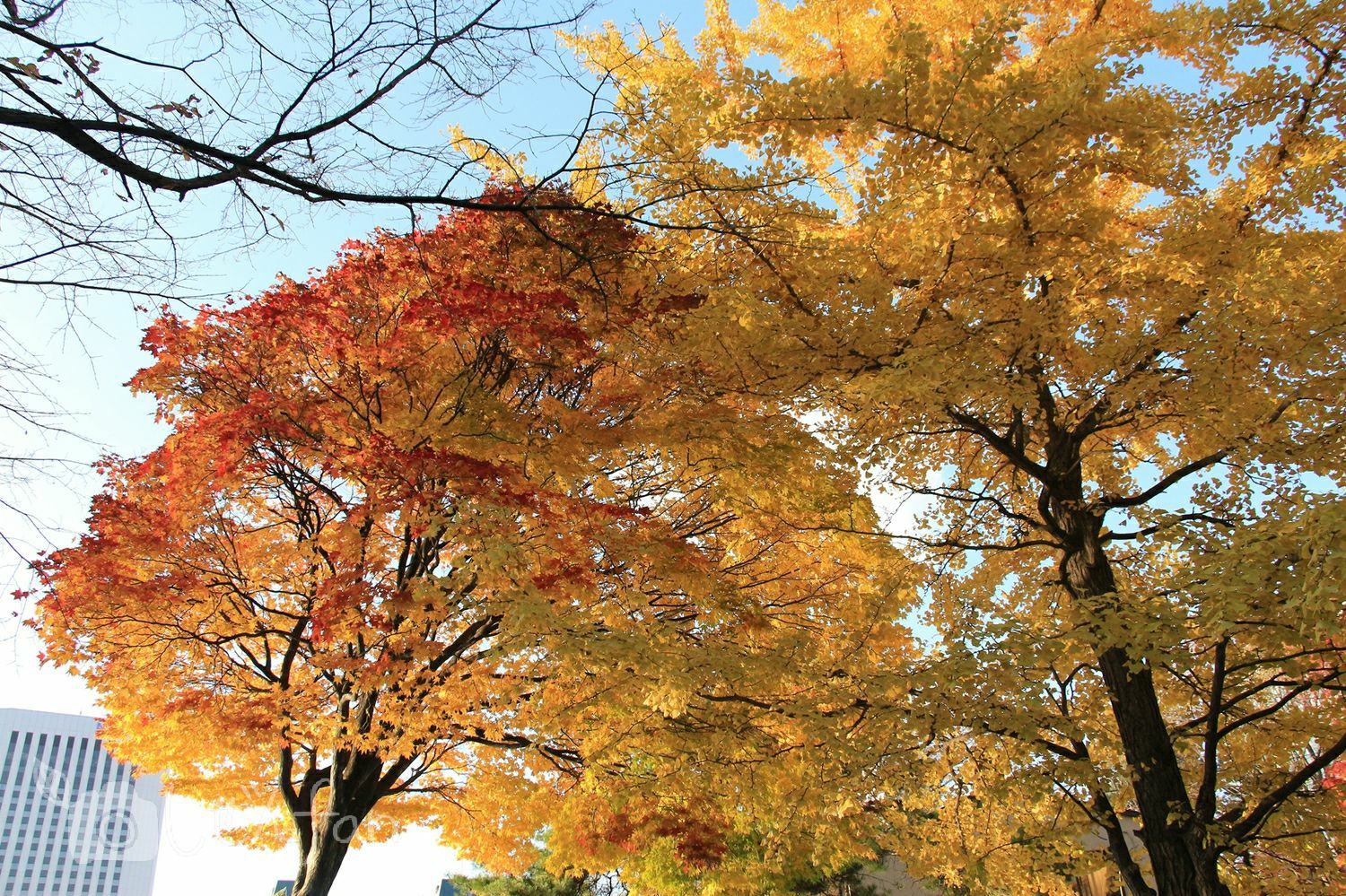 札幌中島公園の歩道沿いの黄葉