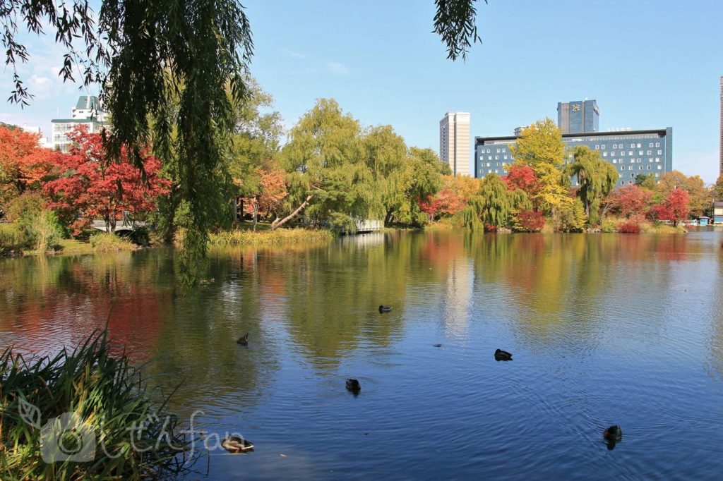 紅葉期の札幌中島公園菖蒲池