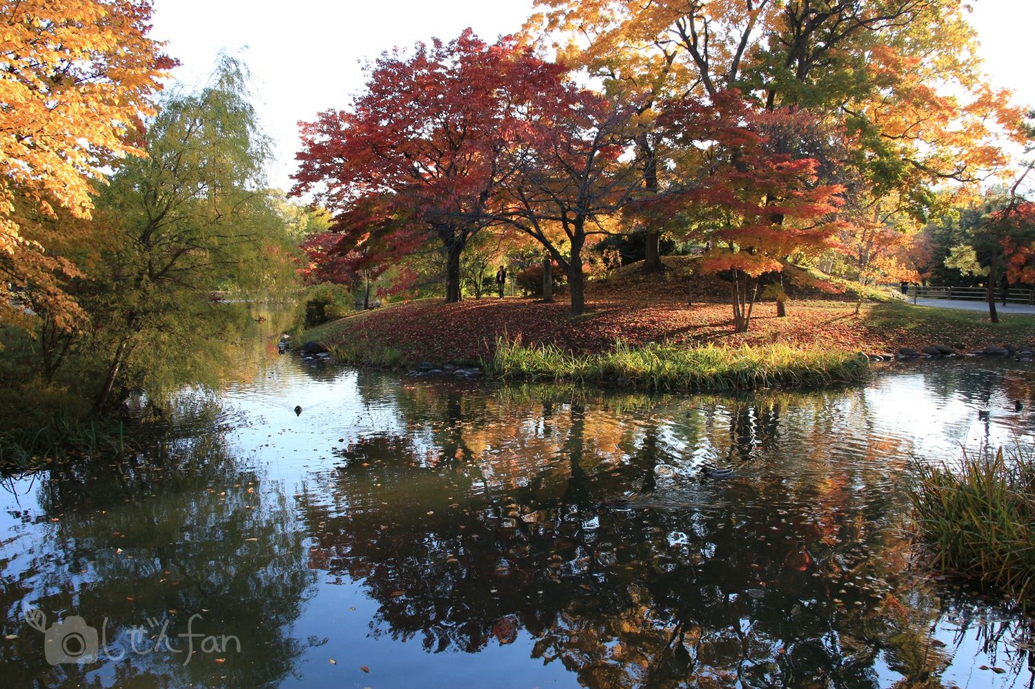 夕暮れの札幌中島公園の池と中島で紅葉する木々
