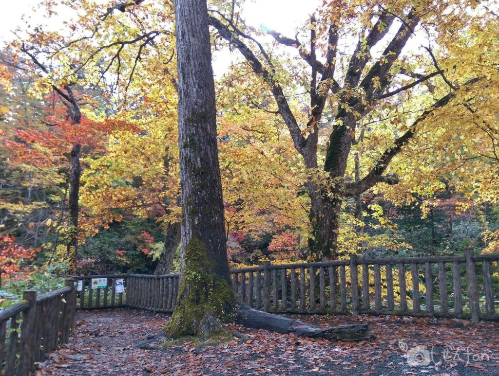 秋の恵庭渓谷 白扇の滝絶景ポイント付近の様子