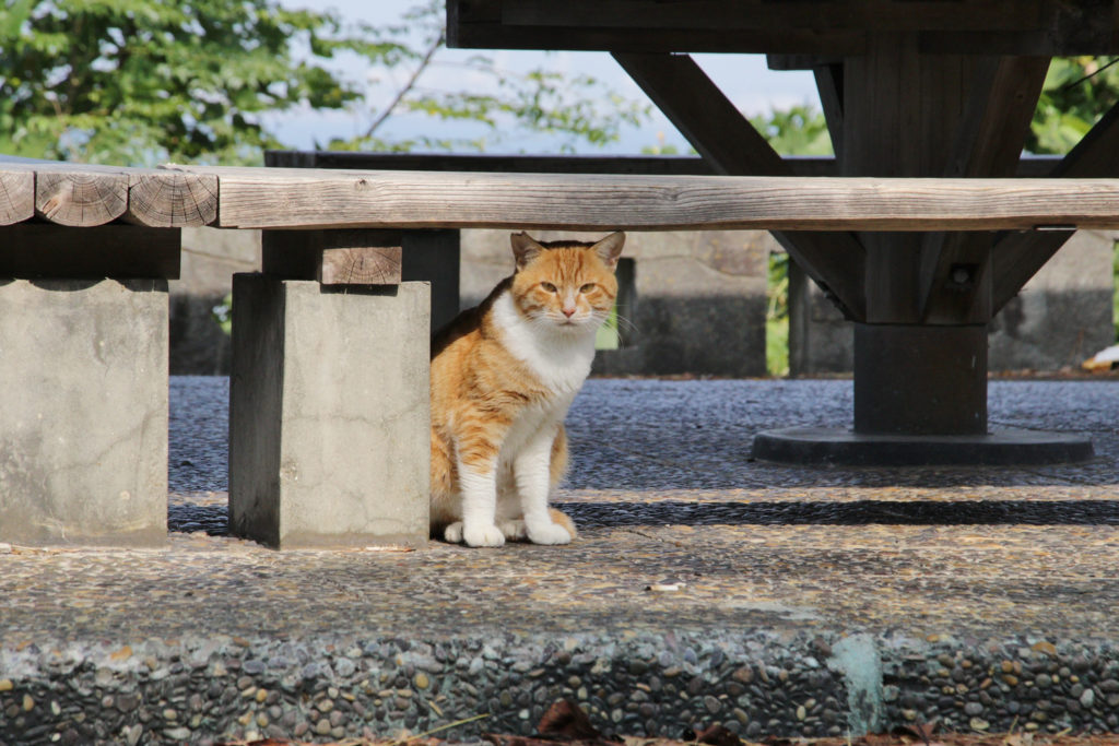 福岡西公園の猫