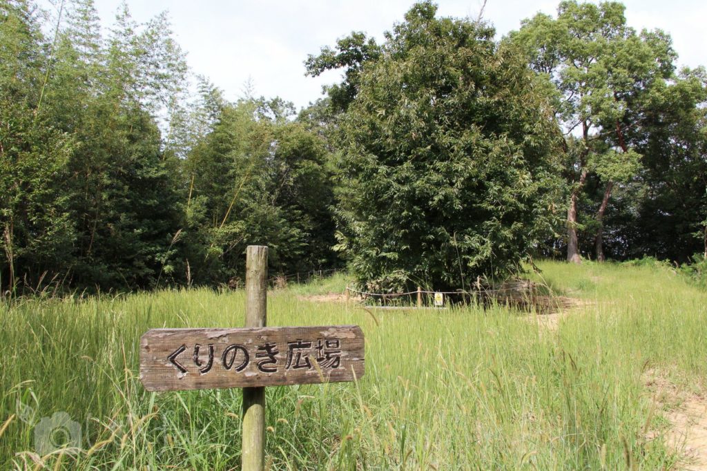 2019.10.6　篠栗九大の森　くりのき広場