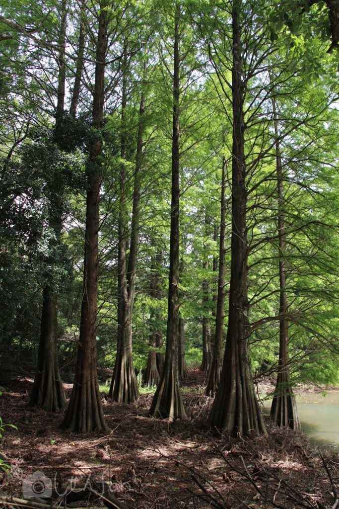 篠栗九大の森、水辺の森2019年9月の様子
