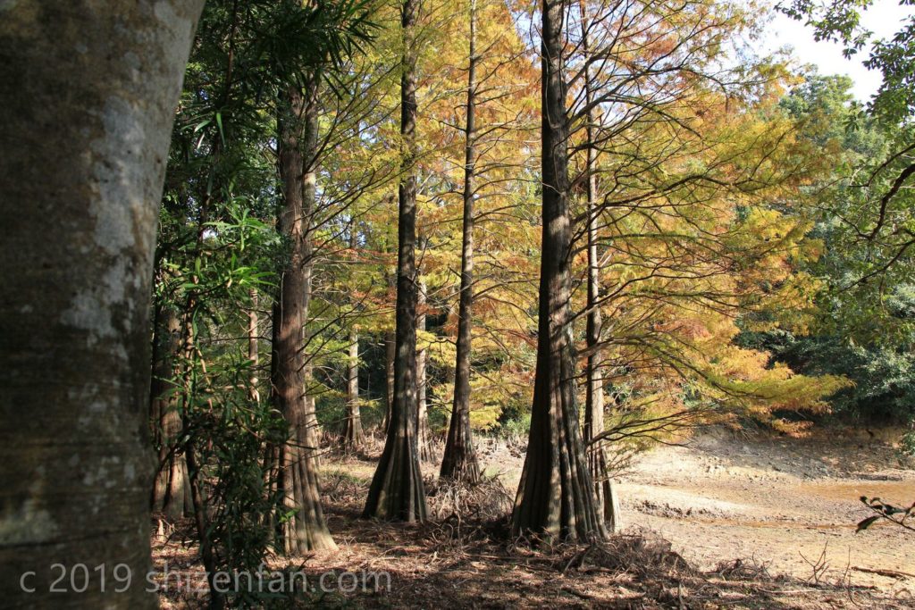 篠栗九大の森 ラクウショウ(ヌマスギ)の紅葉