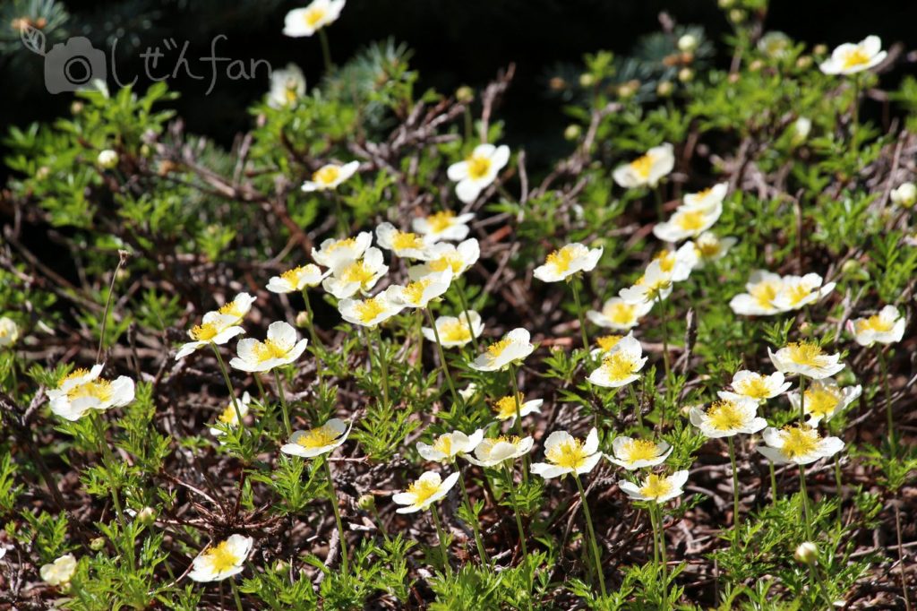 滝野すずらん丘陵公園・小さな白い花たち