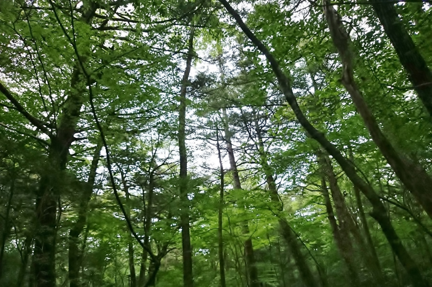青木ヶ原樹海、森のイメージ写真