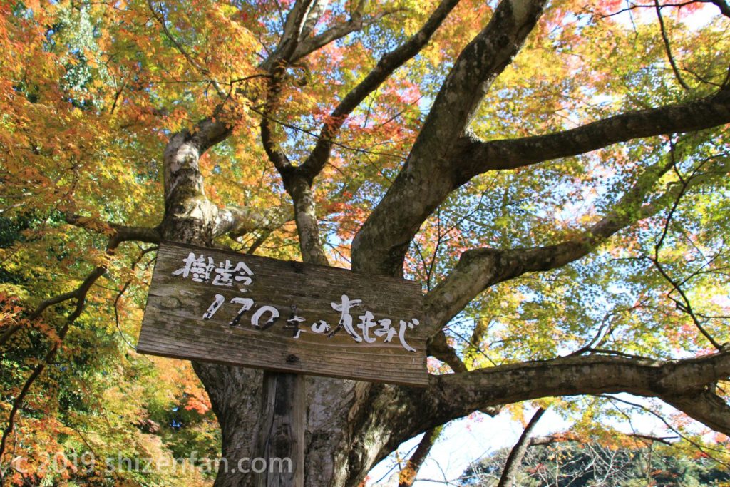 武雄・御船山楽園の樹齢170年の大モミジ