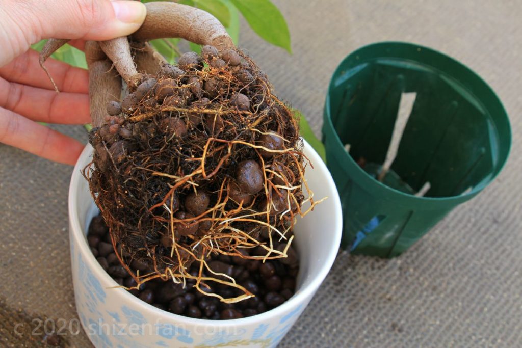 ハイドロカルチャーで生育中の植物の根の部分