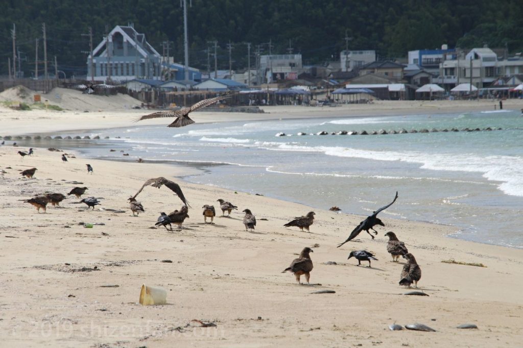 志賀島海水浴場近くの砂浜に群がる鳥たち