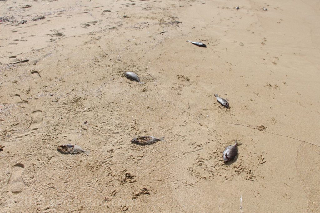 海の中道のビーチに上がった魚の死骸