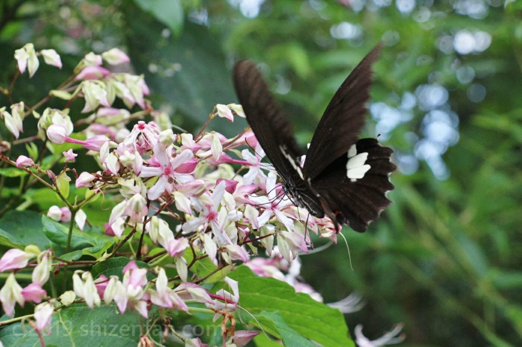 ピンクと白の小花にとまって蜜を吸う大きな黒い蝶