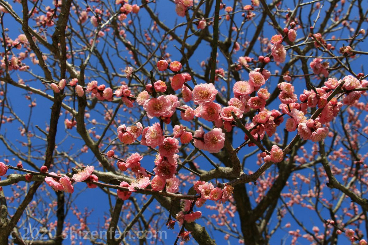 満開の梅の花(太宰府天満宮)