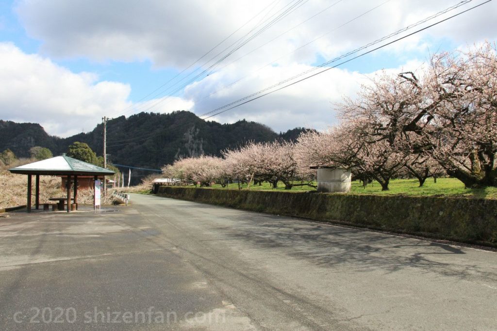 日田大山おおくぼ台梅園、道路沿いの梅並木