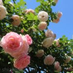 青空と駕与丁公園のバラ（５月）