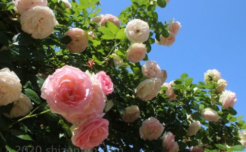 青空と駕与丁公園のバラ（５月）