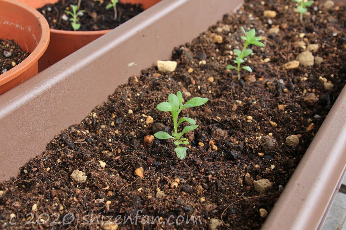 ダイソーのラベンダーのベランダ栽培に初挑戦 苗の植え替え しぜんfan