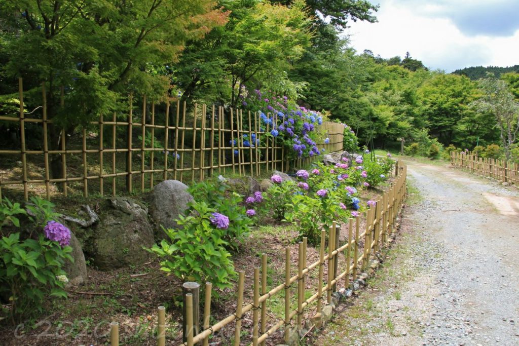 呑山観音寺・七福神堂周辺の小道に咲く紫陽花