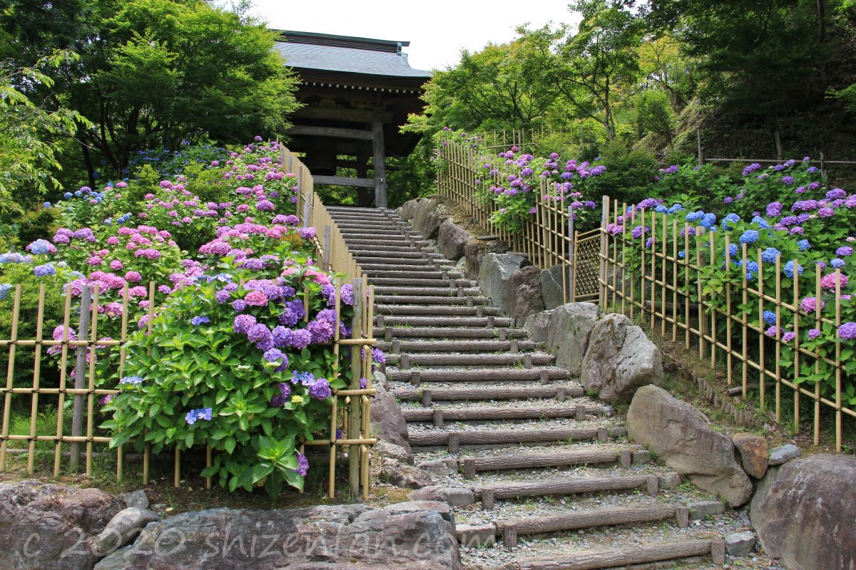呑山観音寺・鐘楼堂前の階段と紫陽花