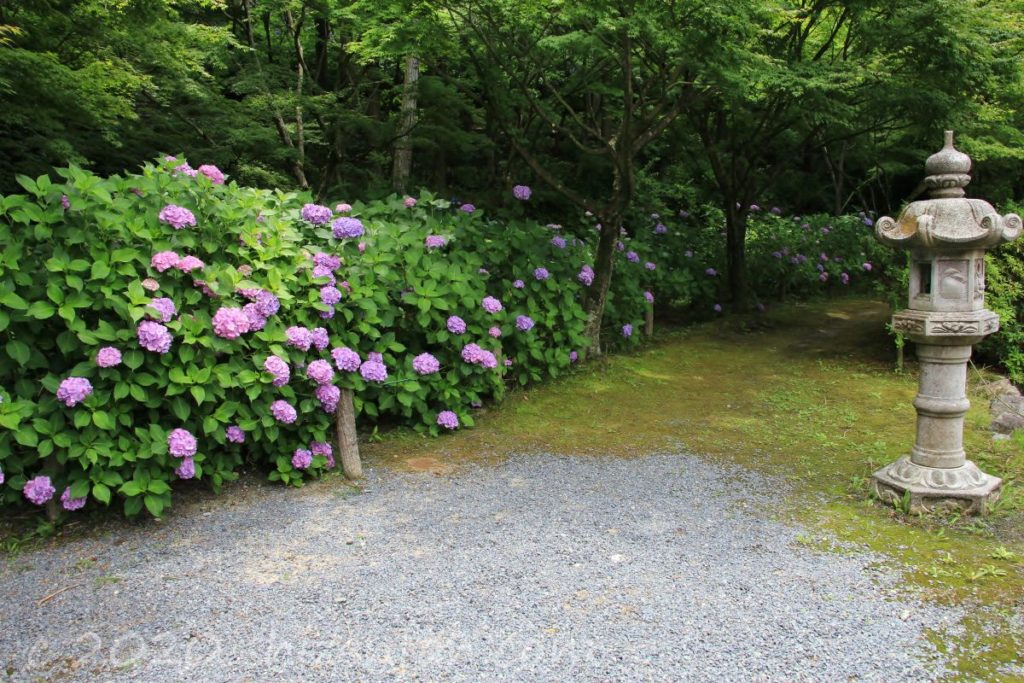 呑山観音寺・六地蔵池横の紫陽花