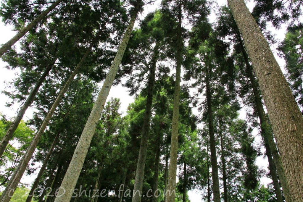 呑山観音寺・あじさい苑内の杉の木を見上げた様子