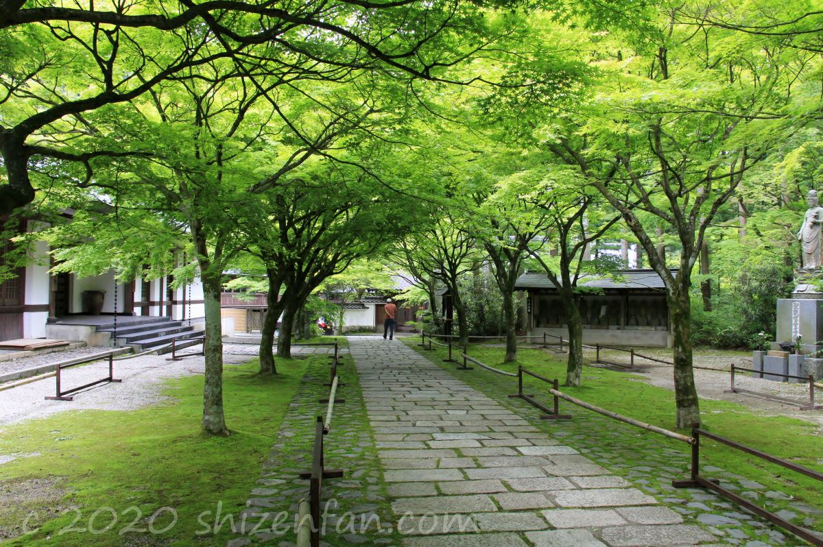 呑山観音寺・天王院参道の様子(青もみじ)