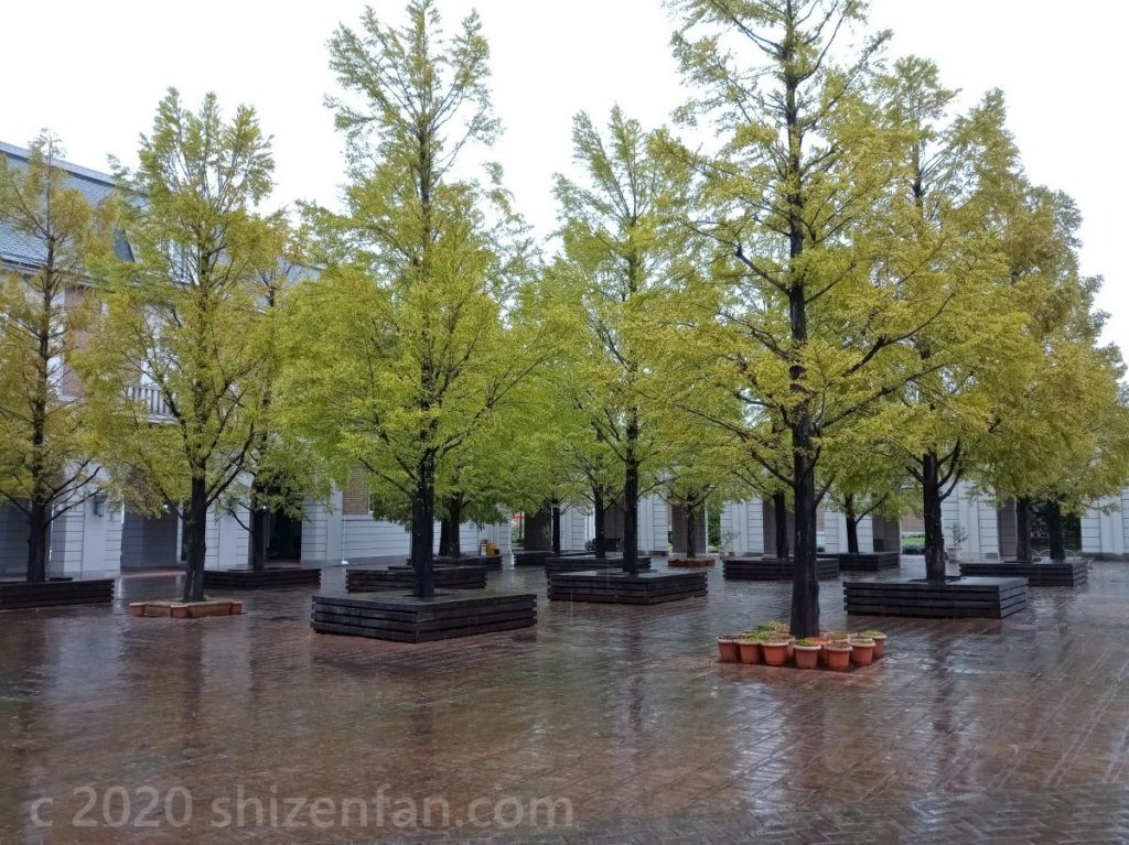 道の駅神戸フルーツフラワーパーク大沢・ホテル神戸フルーツフラワーの中庭の木々