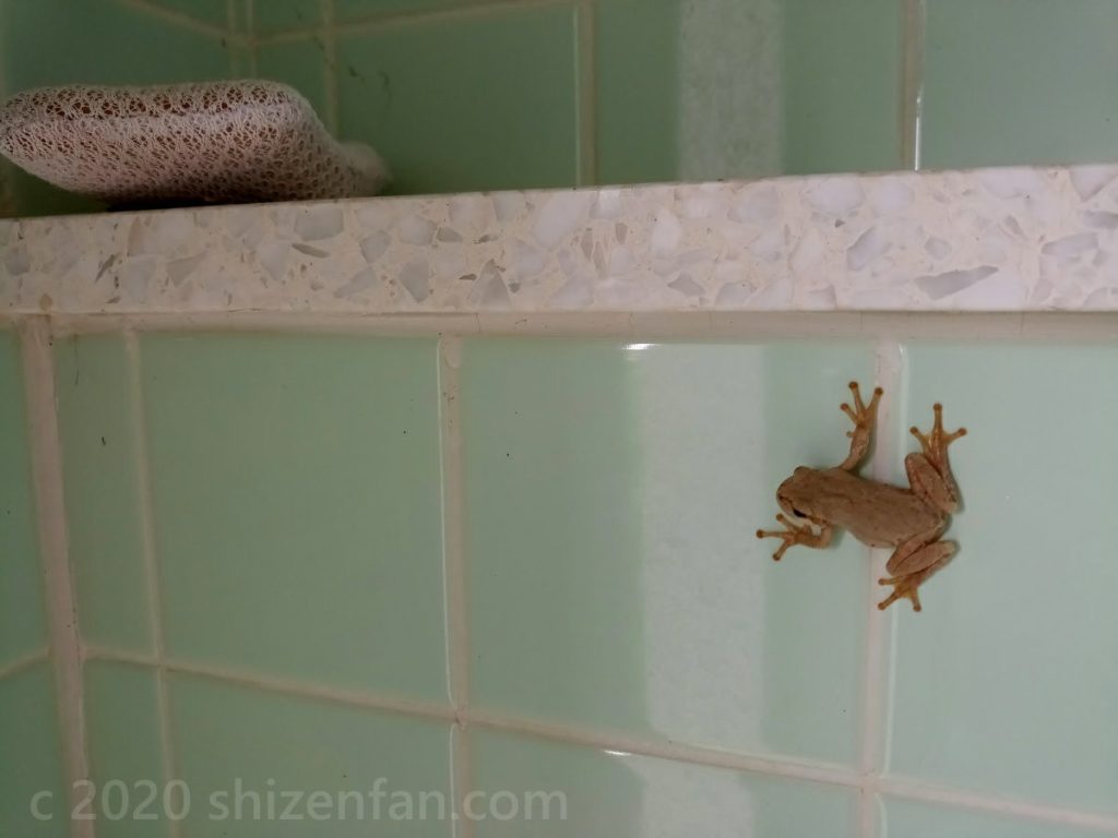 トイレのタイルにくっ付く土色のカエル