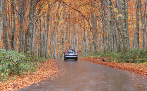 乳頭温泉競・紅葉するブナ林の中の道を走り抜けていく一台の車