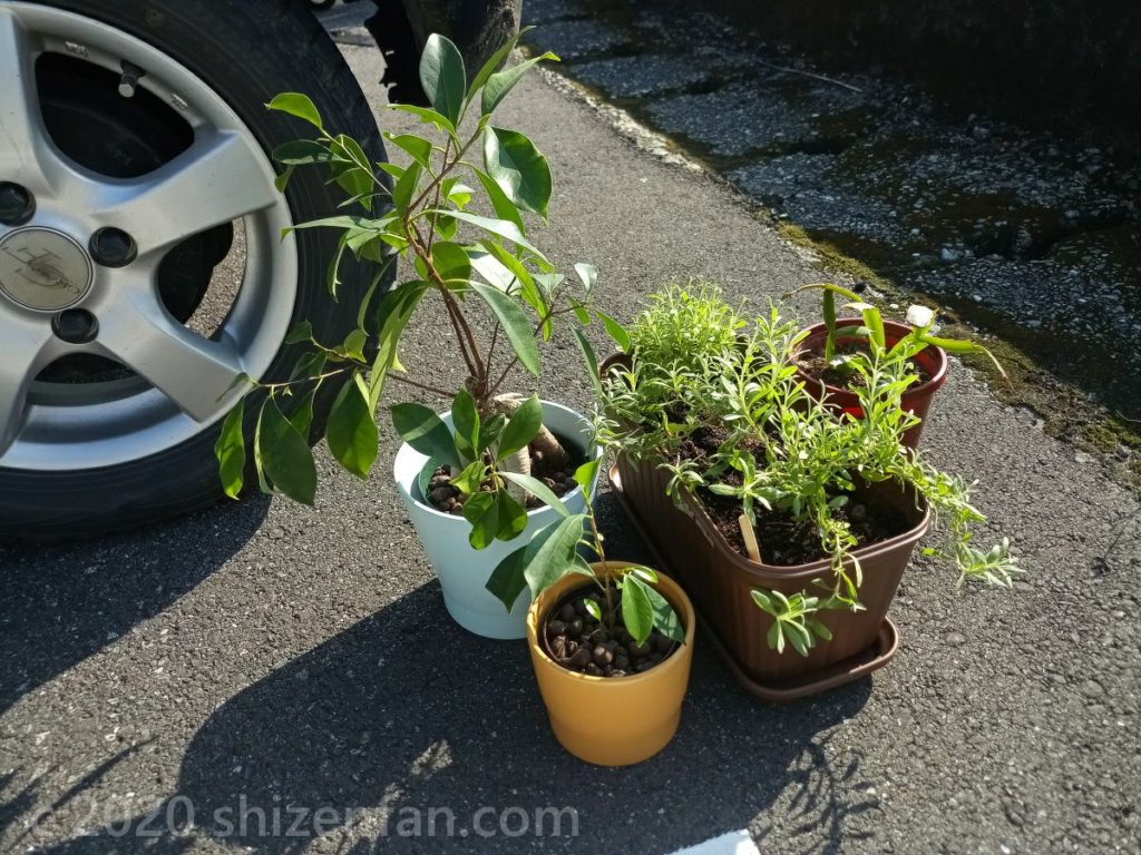 日の当たる駐車場に置かれた観葉植物