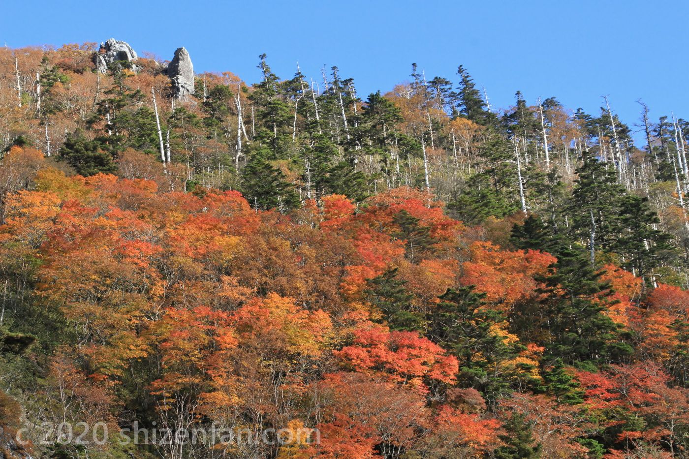 剣山（徳島県）の紅葉