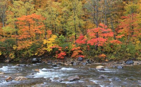 川と色とりどりの紅葉（金泉橋付近）